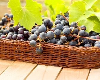 Итальянские виноделы расстроены собранным урожаем