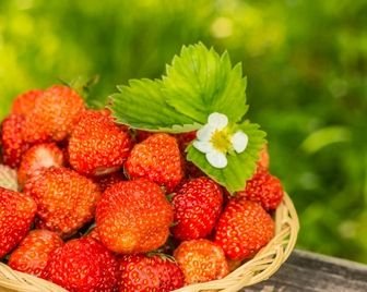 Британская клубника бьёт рекорды