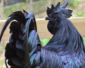 Чёрные куры за 2500 долларов